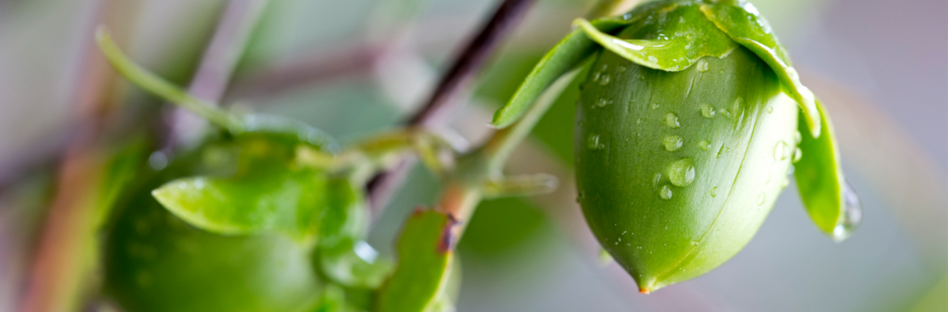 Jojoba Oil and Sensory Derivatives