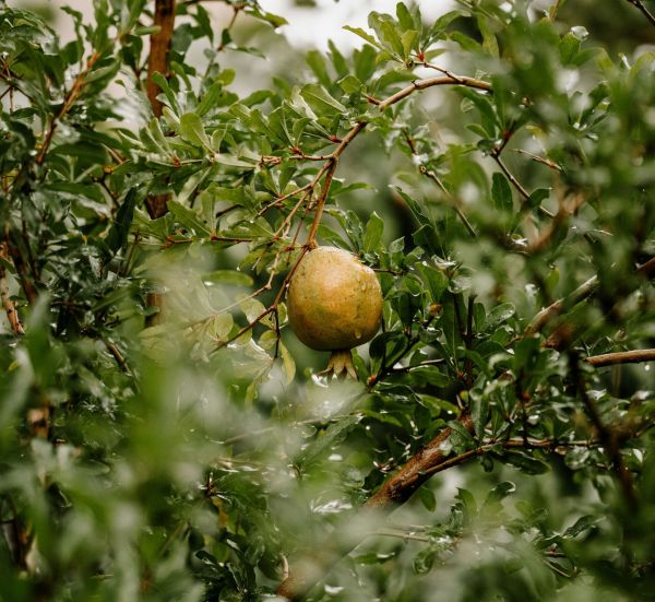 VANTAGE WINS THREE 2025 C&T ALLĒ AWARDS FOR INGENUITY IN RESEARCH & DEVELOPMENT FOR BEAUTY AND PERSONAL CARE APPLICATIONS